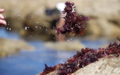 CEAMSEA : un ingrédient clean label issu d’algues rouges (Chondrus Crispus)