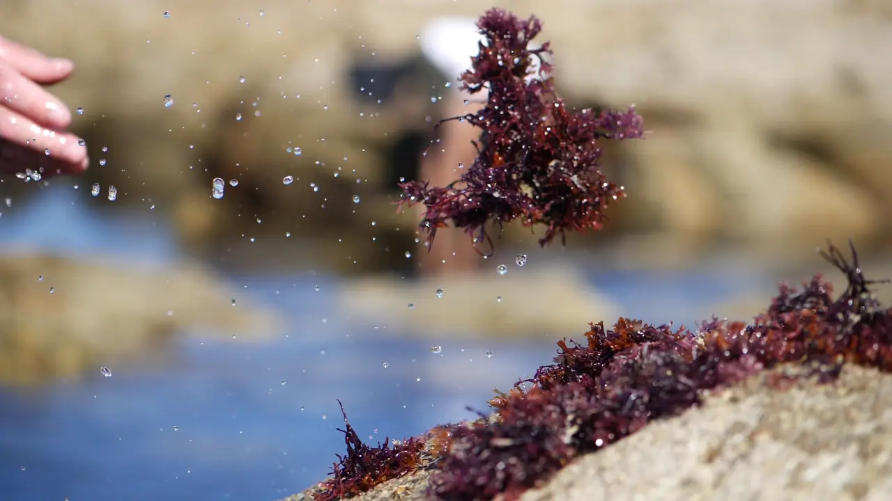 Chondus-Crispus Composé principalement de fibres, CEAMSEA contribue à enrichir la valeur nutritionnelle des recettes, tout en répondant aux attentes clean label